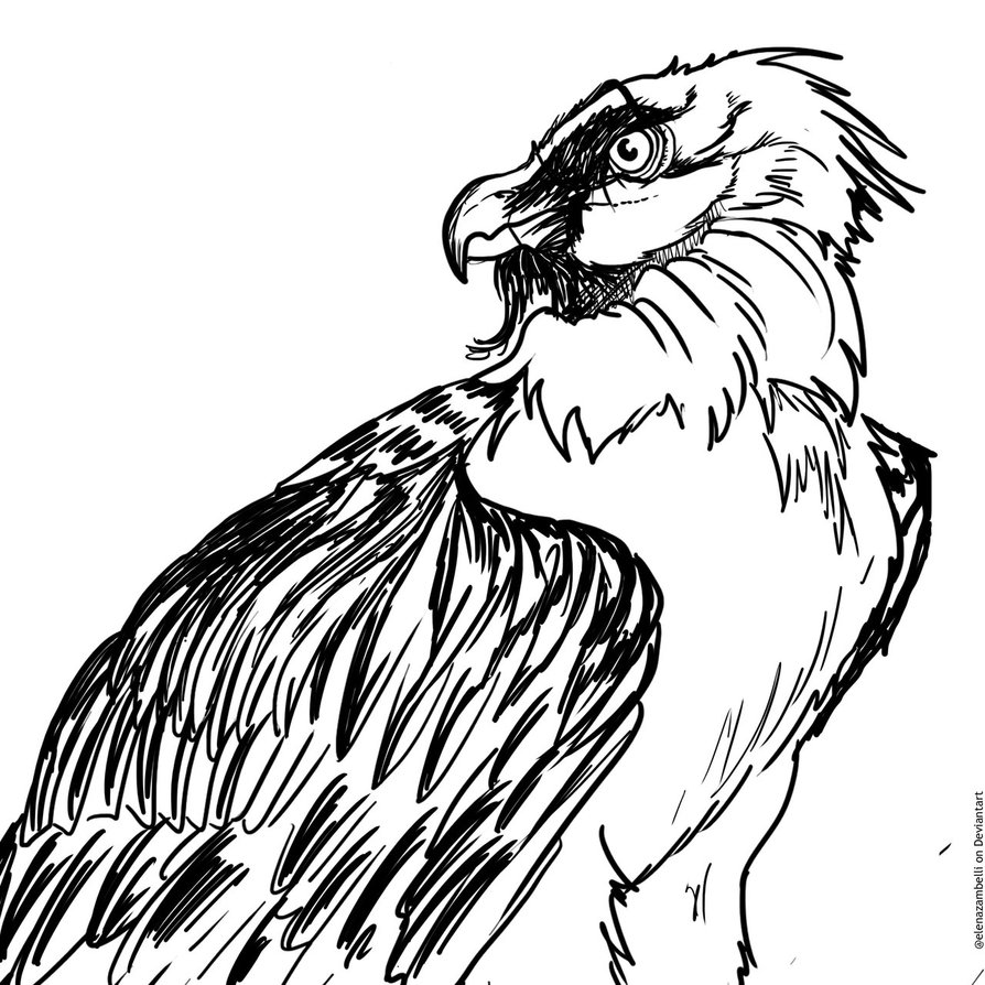 Vulture Image Drawing
