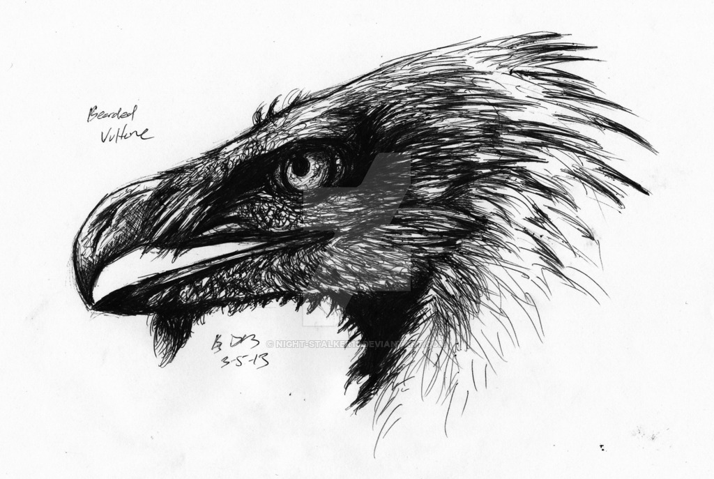 Vulture Photo Drawing