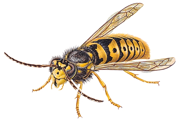 Wasp Drawing Amazing