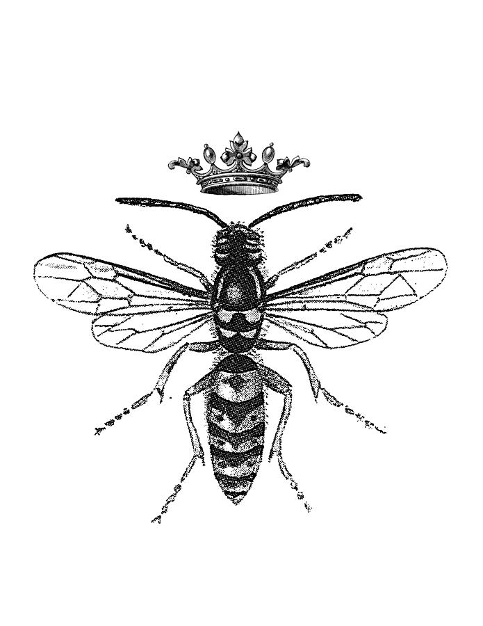 Wasp Drawing Beautiful Image