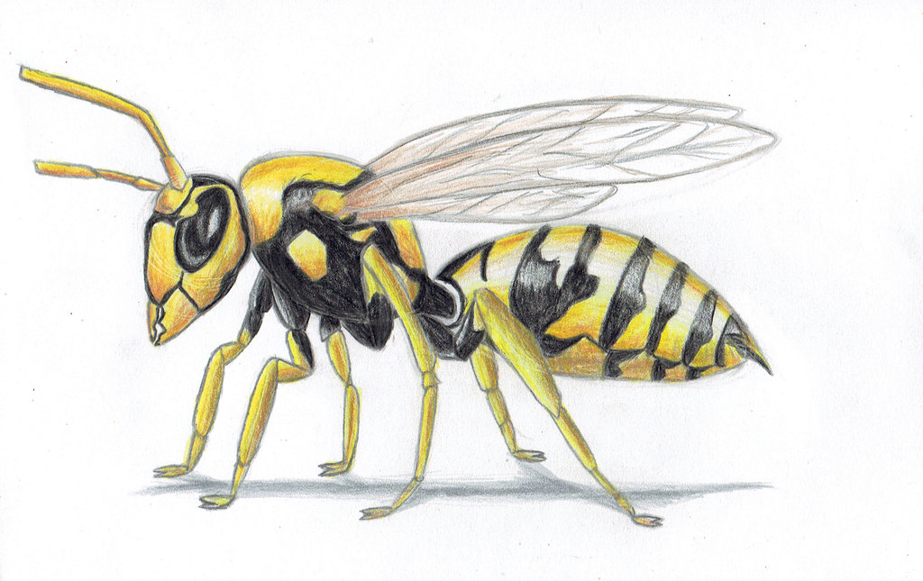 Wasp Drawing Best