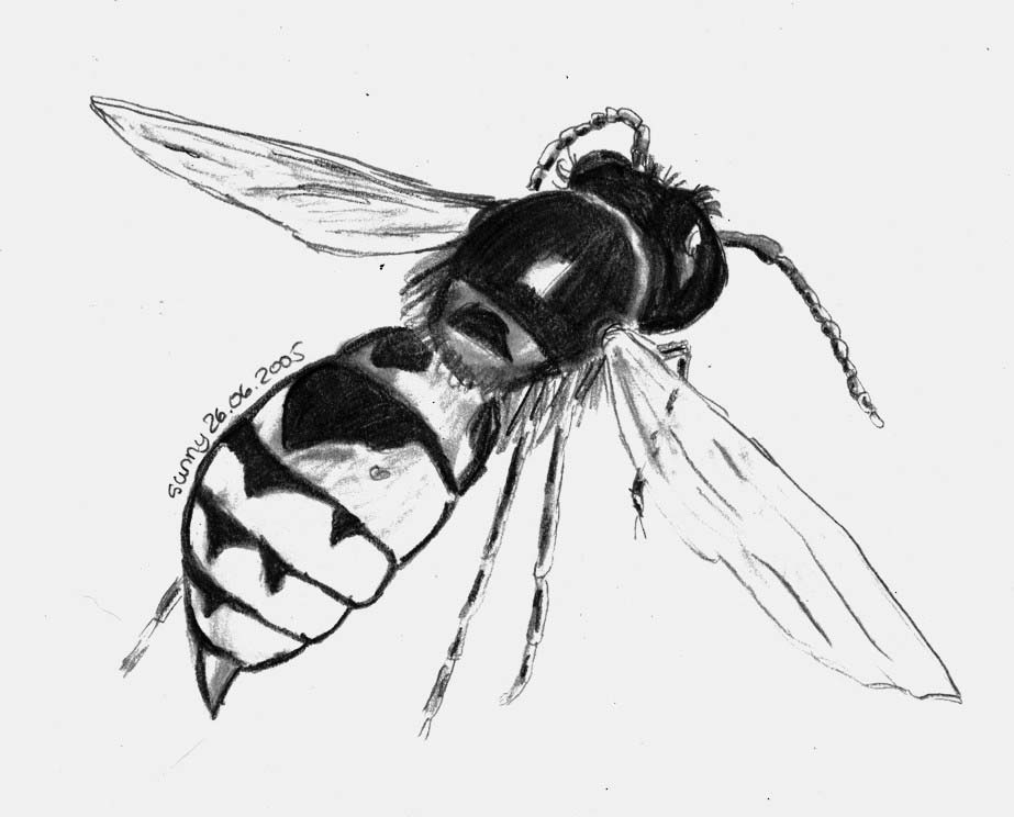Wasp Drawing High-Quality