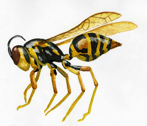 Wasp Drawing Image