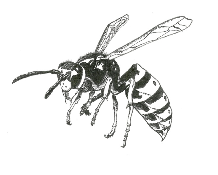 Wasp Drawing Images