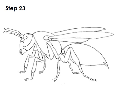 Wasp Drawing Photo