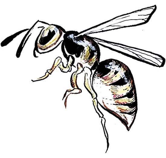 Wasp Drawing Pic