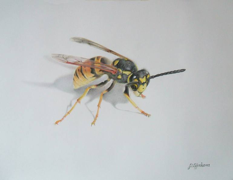 Wasp Drawing Pics