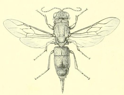 Wasp Drawing Picture