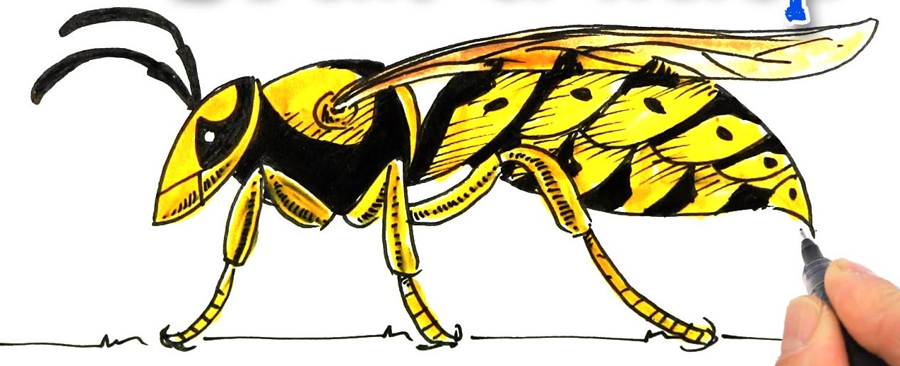 Wasp Drawing Realistic