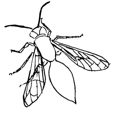Wasp Drawing Sketch
