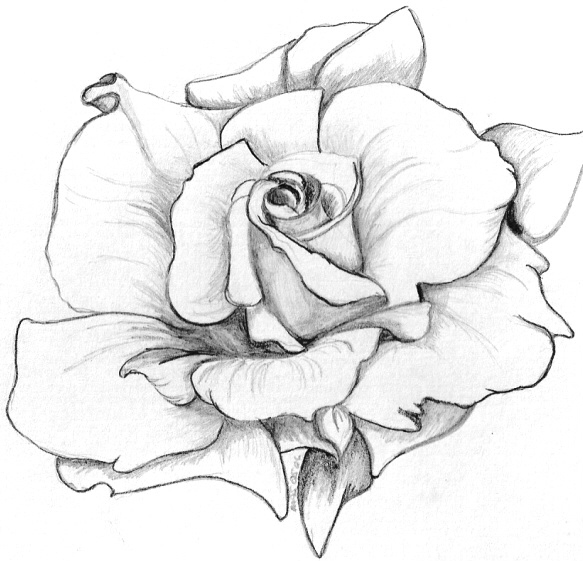 White Rose Drawing Amazing