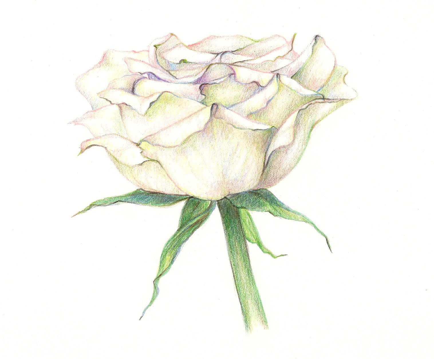White Rose Drawing Art - Drawing Skill