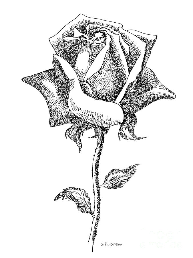 White Rose Drawing Beautiful Image