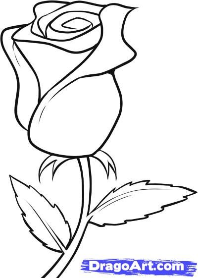 White Rose Drawing Photo