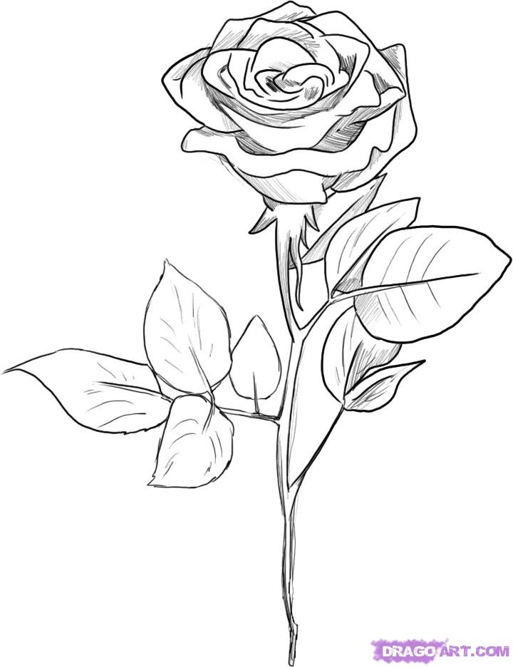 White Rose Drawing Pic