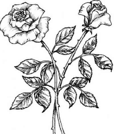 White Rose Drawing Pics