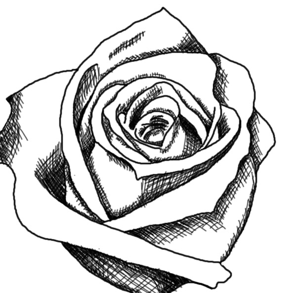 White Rose Drawing Picture