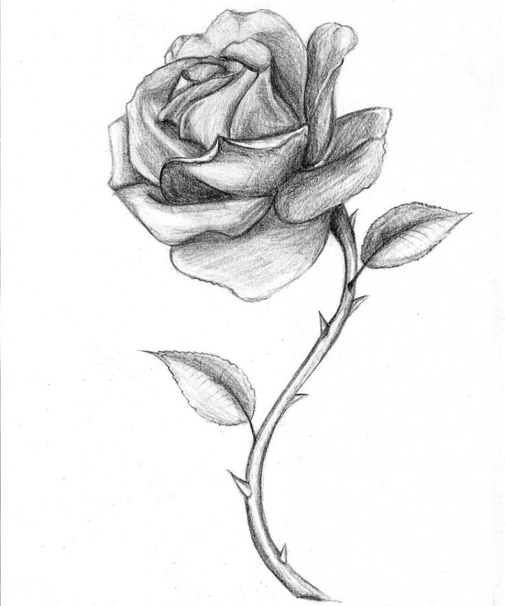 White Rose Drawing
