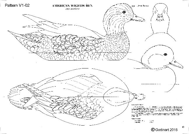 Wigeon Drawing Best