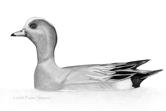 Wigeon Drawing Images