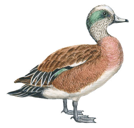 Wigeon Drawing Sketch