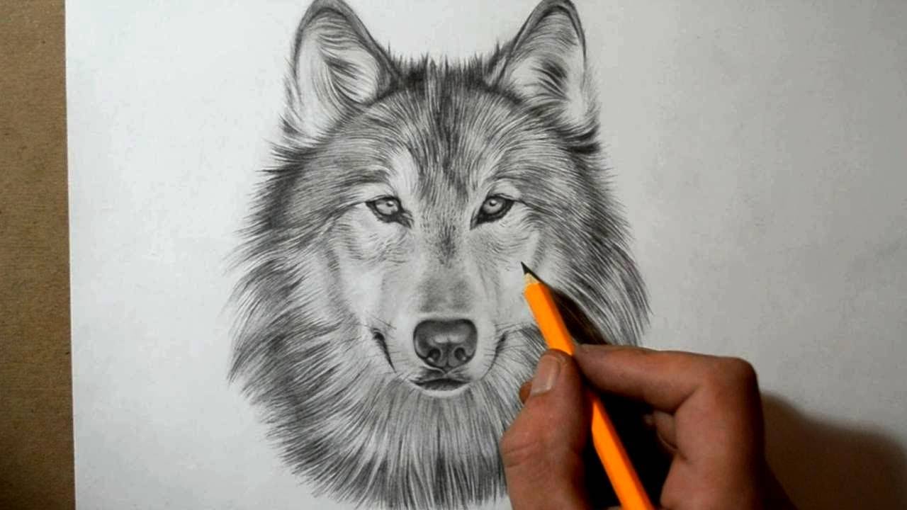 Wolf Amazing Drawing