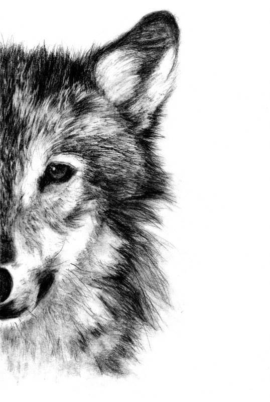 Wolf Beautiful Image Drawing