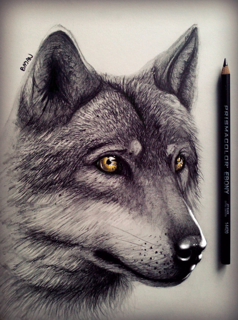 Wolf Best Art