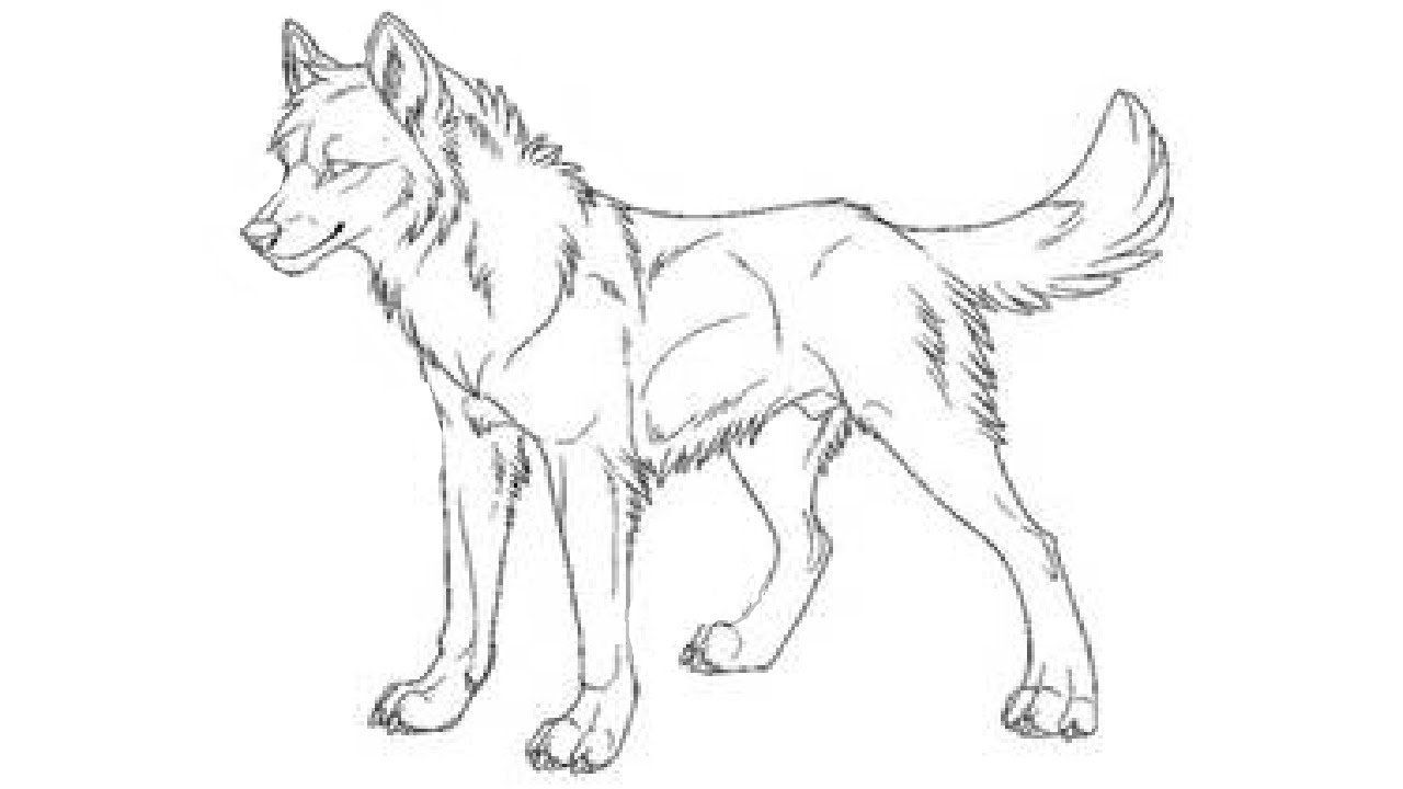 Wolf Best Drawing