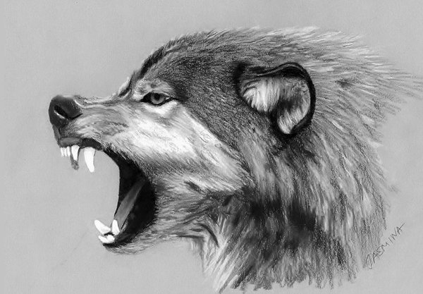 Wolf Drawing Art