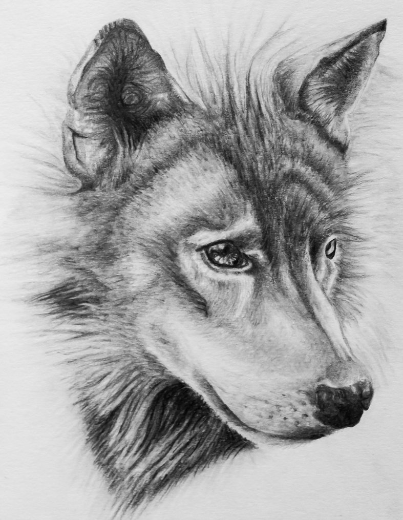 Wolf Drawing Image
