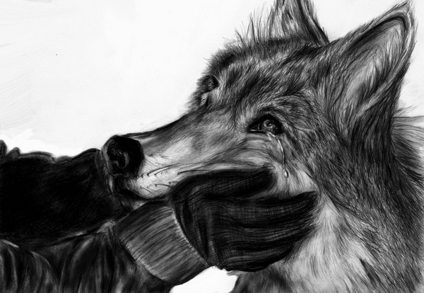 Wolf Drawing Photo