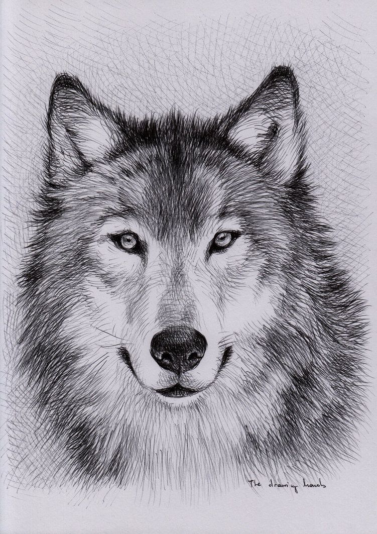 Wolf Drawing Pic