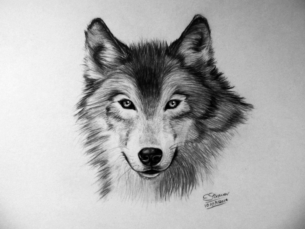 Wolf Drawing Picture