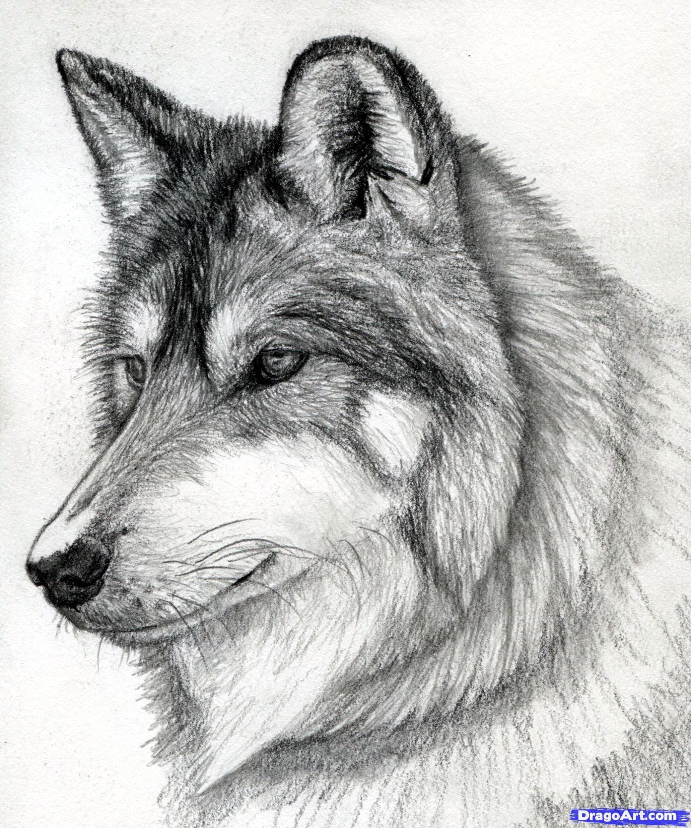 Wolf Drawing