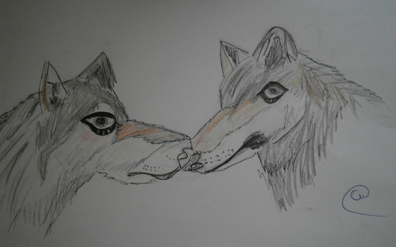 Wolf Image Drawing