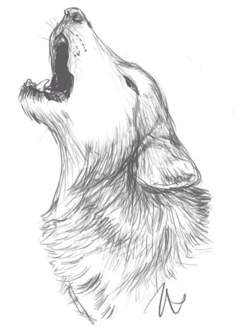 Wolf Photo Drawing
