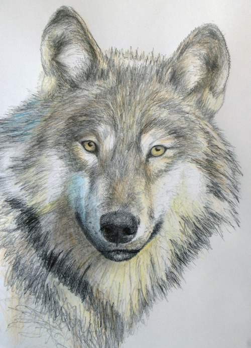 Wolf Pic Drawing