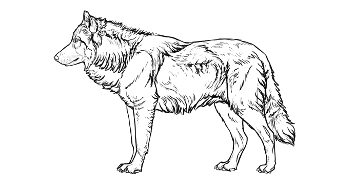 Wolf Realistic Drawing