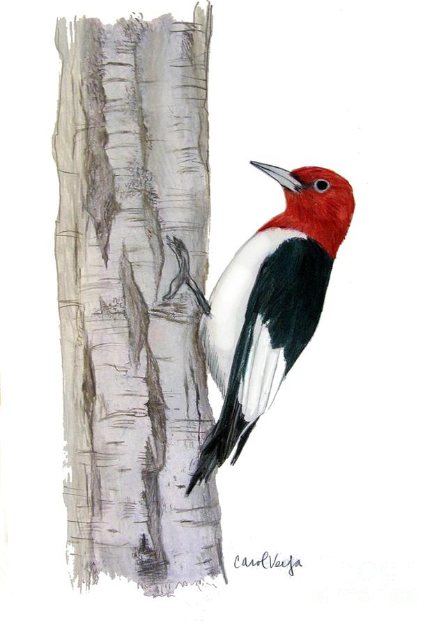 Woodpecker Art Drawing