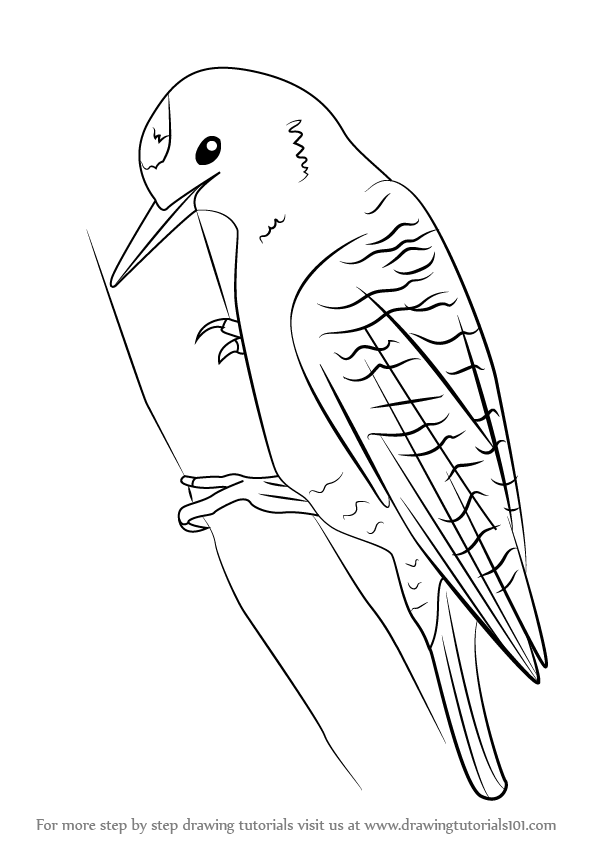 Woodpecker Drawing Amazing