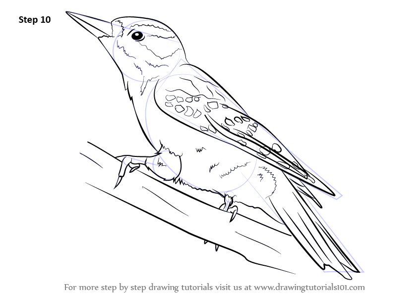 Woodpecker Drawing Art