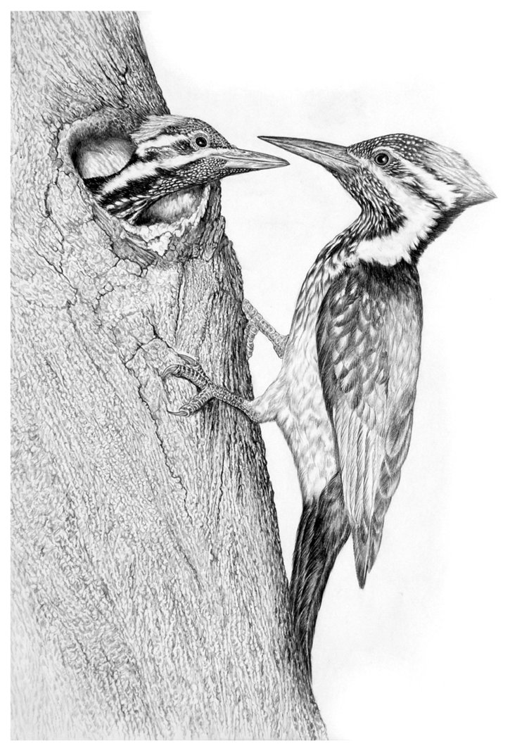 Woodpecker Drawing Beautiful Art