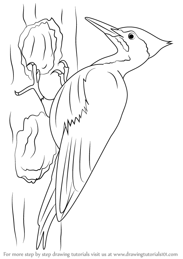 Woodpecker Drawing Beautiful Image