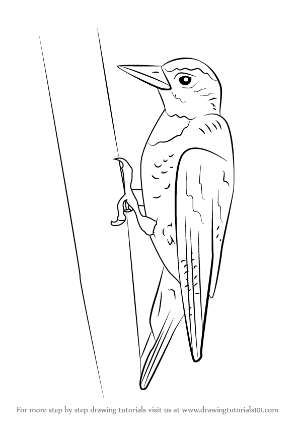 Woodpecker Drawing Best
