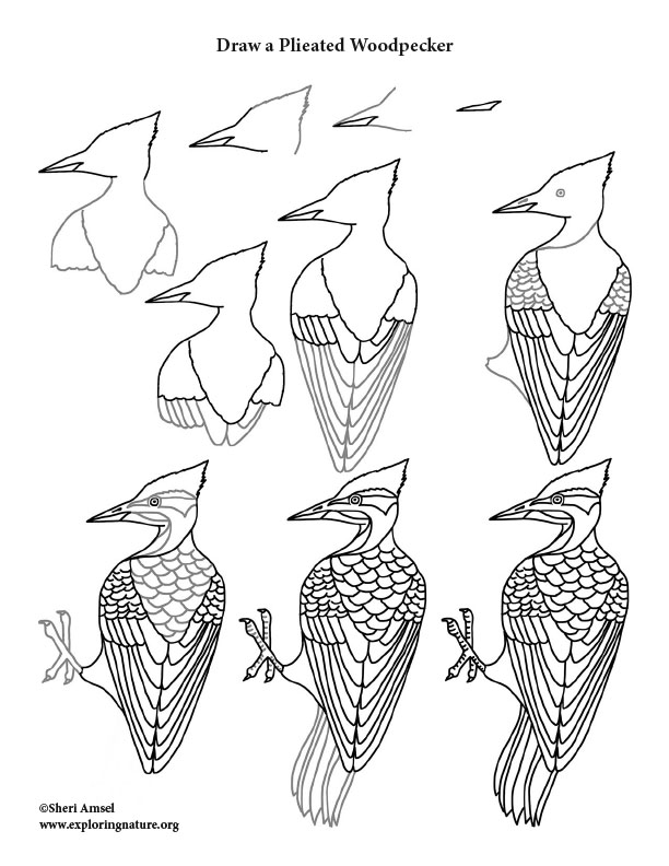 Woodpecker Drawing Creative Art