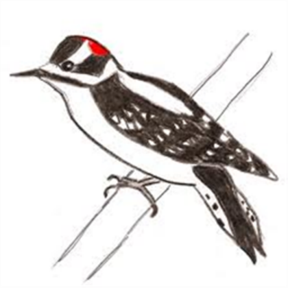 Woodpecker Drawing Image