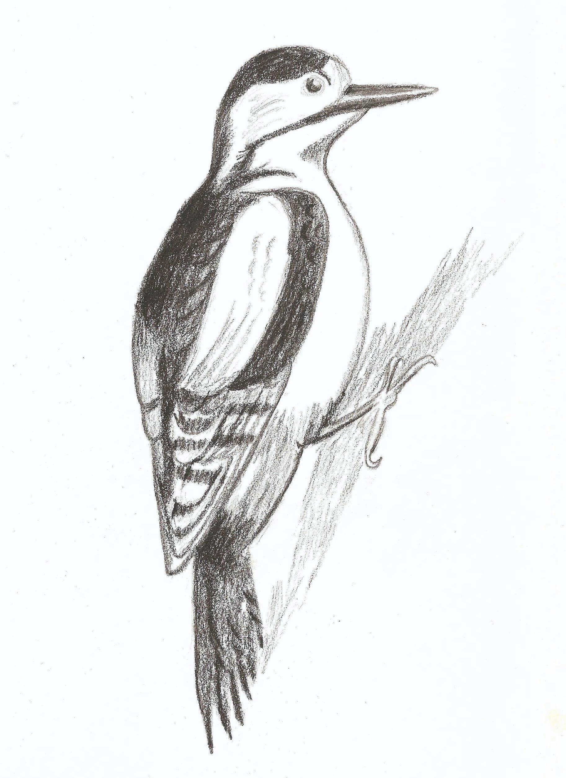 Woodpecker Drawing Images