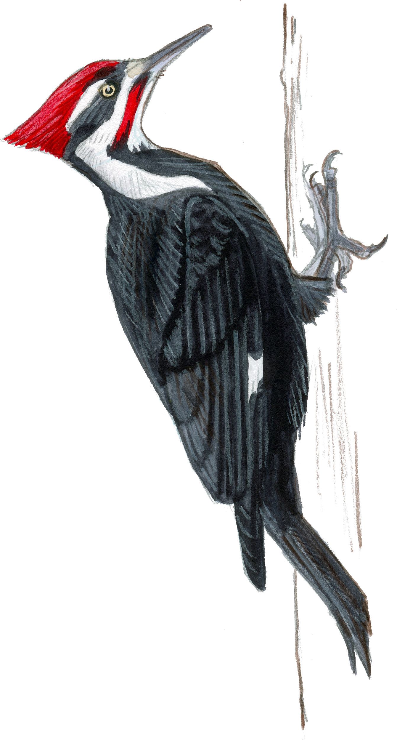Woodpecker Drawing Photo