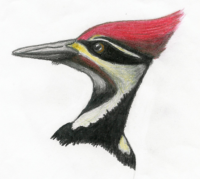 Woodpecker Drawing Photos